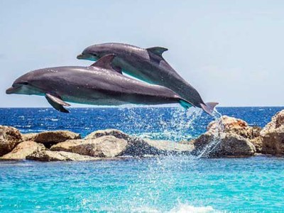 Un millón de animales y plantas al borde del&nbsp;colapso