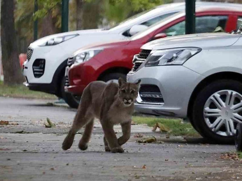La peste desnuda el&nbsp;maltrato