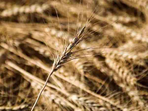 El pan nuestro de cada&nbsp;día