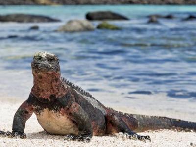 Tesoros encantados en&nbsp;riesgo