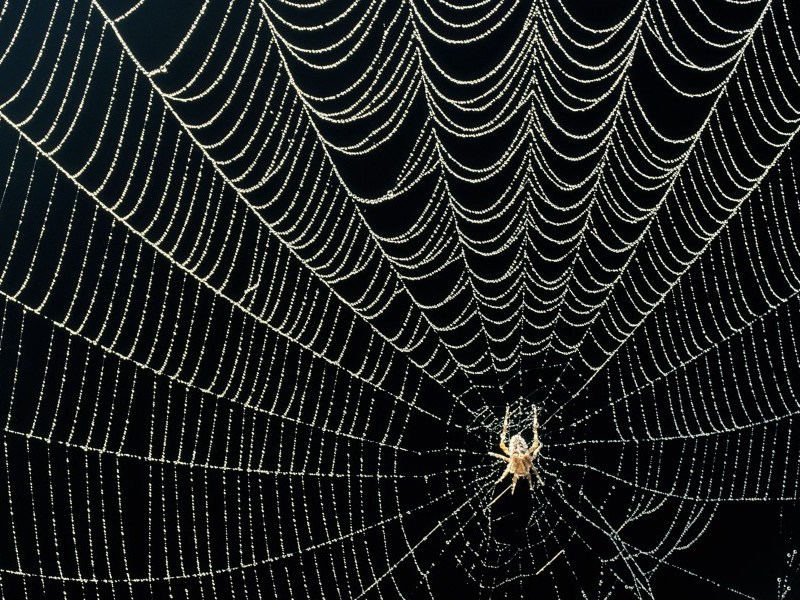 Hay lucha en el circo romano de la&nbsp;virtualidad