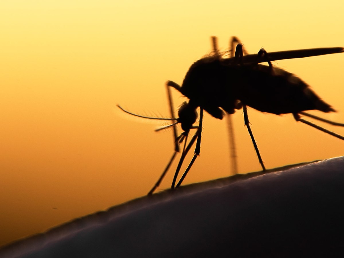 El verdadero existir de los&nbsp;mosquitos