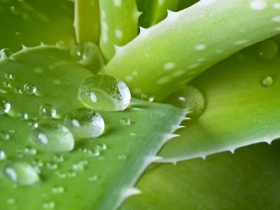 Plantas que hacen daños; plantas que&nbsp;curan