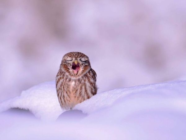 El búho, «lobo del cielo», compite en popularidad con el pingüino y es vilipendiado como espíritu&nbsp;demoníaco
