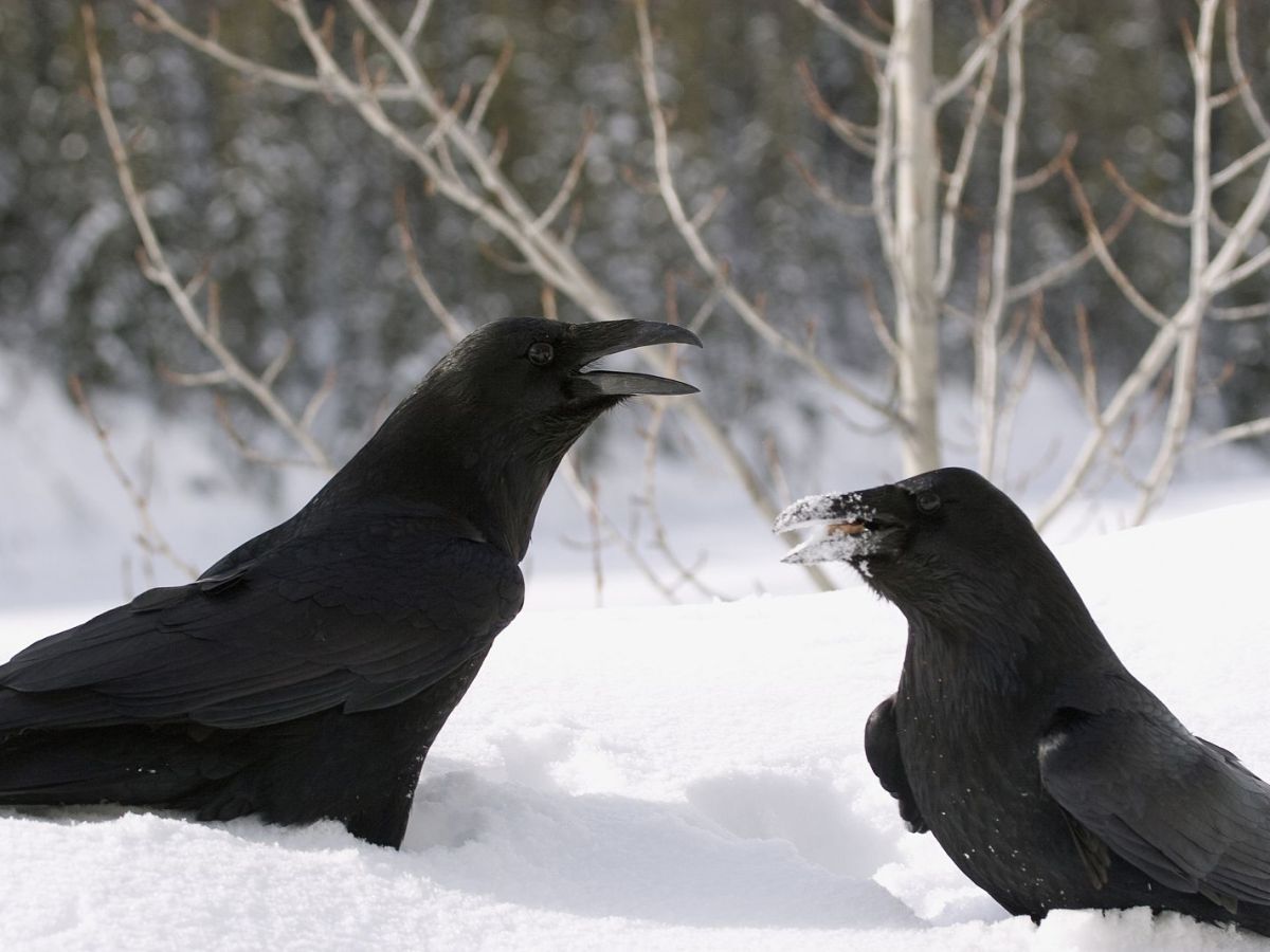 El arma de doble filo, una advertencia que está en casi todo 