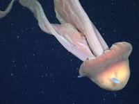 Una medusa fantasma, larga como un micro escolar, captada por científicos del&nbsp;CONICET