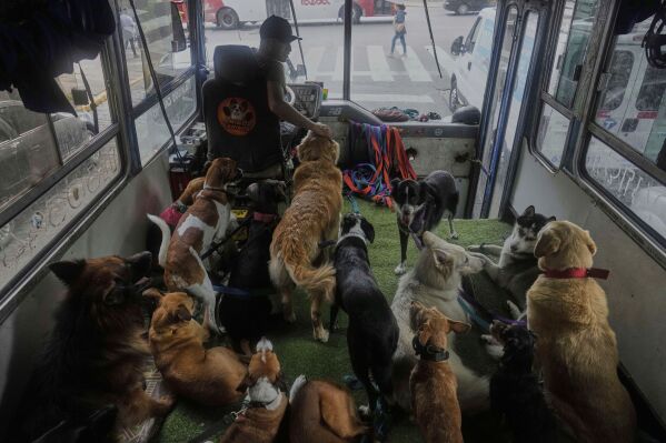 Más mascotas que hijos en la era de la despoblación humana